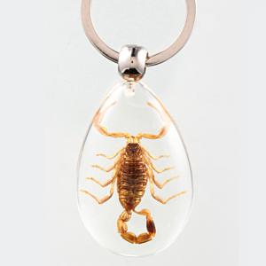 Quality 20pcs Resin Insect Specimen Keychain As Beautiful Fashion Key Chain wholesale