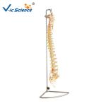 Human Skeleton Model Vertebral Column With Pelvis And Painted Muscles