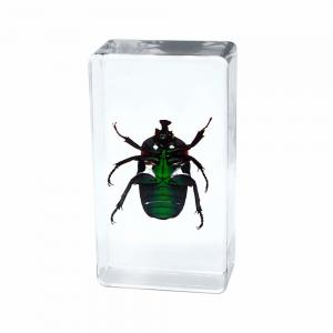 Quality Insect Amber Resin Craft Table Decoration Paperweight wholesale