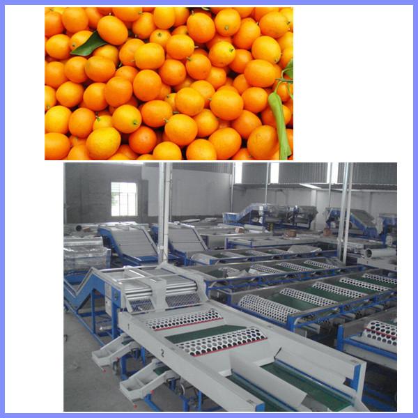 Cheap Peach grading machine, citrus sorting machine , orange sorting machine for sale