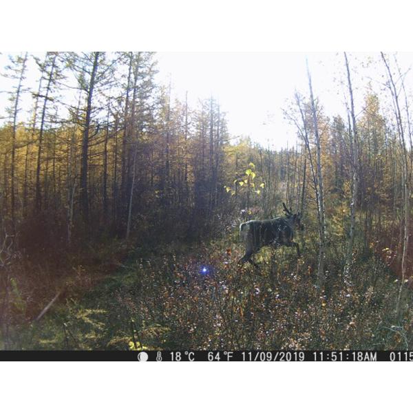 Wildlife Trigger Night Vision Trail Camera 2.0 Inch TFT Display