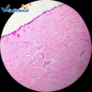 Medical Science General Histology Slides 24pcs Basic Histology Microscope