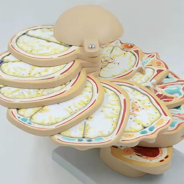 horizontal section of brain nerve function medical brain tomography 12-slice head anatomical model