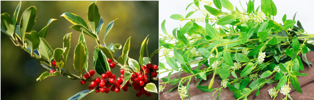 Wintergreen Mint Fragrance For Toothpaste 2.5Litre / Bottle