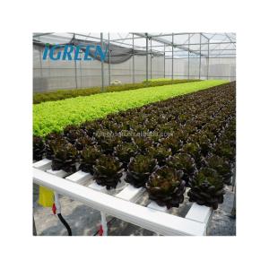 China Commercial NFT Single Hydroponic System Growing Vegetable with Film Cover on sale