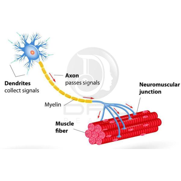 Portable EMS Sculpting Machine Professional Body Slimming Muscle Shaping