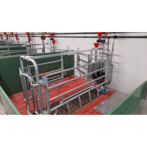 Farrowing Crate Steel Structure for Modern Farm Pig House Shed Hog Cote Winery Pigsty