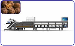 Quality Mechanical 16 Channel Walnut Sorter 2 T/H Optical Sorting Machine wholesale