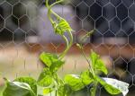 Galvanized Iron Chicken Wire Mesh Roll Double Twist Weave Easy Install For