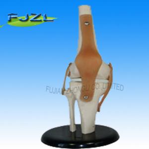 Quality Deluxe Function Knee Joint Anatomical Skeleton Model for School Teaching wholesale
