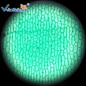 Quality Reliable Biological Microscope Glass Slides Lab 25pcs Premade Microscope Slides wholesale