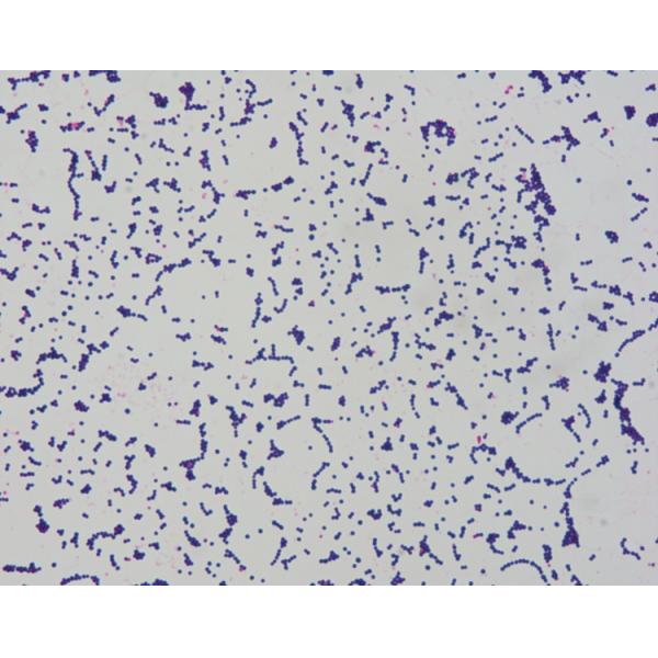 5x1000ml Clinic Gram Stain Reagents For Auto Stainer IVDR Class A Certified