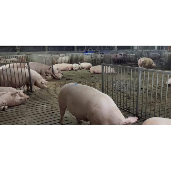 Gilt Stall Livestock Farm Equipment PVC Fence Back Up Sow Crate