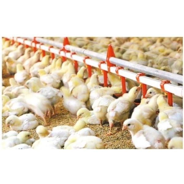Drinking System Fully Automatic Poultry Drinker , Broiler Chicken Drinker