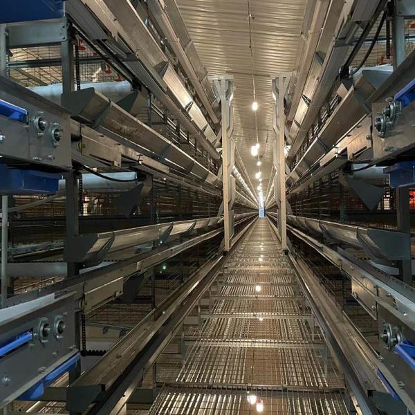 OEM ODM 4 Tier Chicken Cage Automatic Layer Poultry Equipment