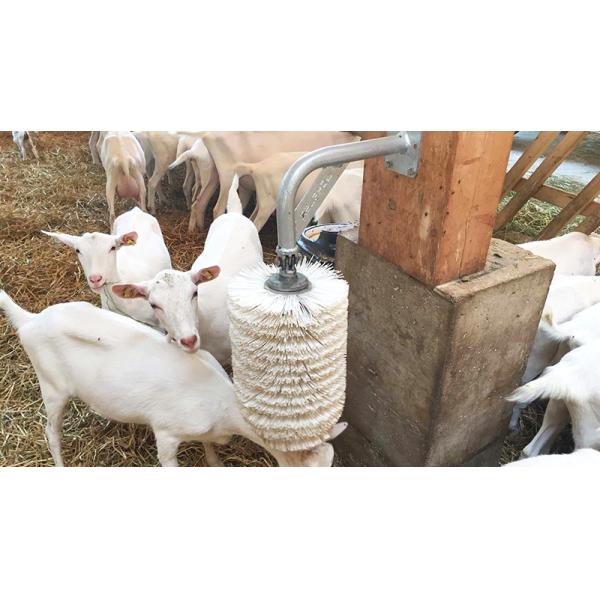 Prefabricated Barns for Cattle Horses Goats and Sheep Fast Build Steel Structure