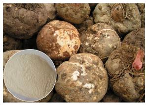 Quality Food Ingrediens  Konjac glucomanan powder pure soluble fiber Organic Konjac Root Extract Gum wholesale