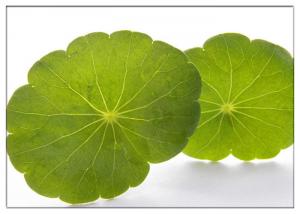 Quality Skin Scars Anti-aging Gotu Kola Leaf, Centella Asiatica Extract for Cosmetic industry wholesale