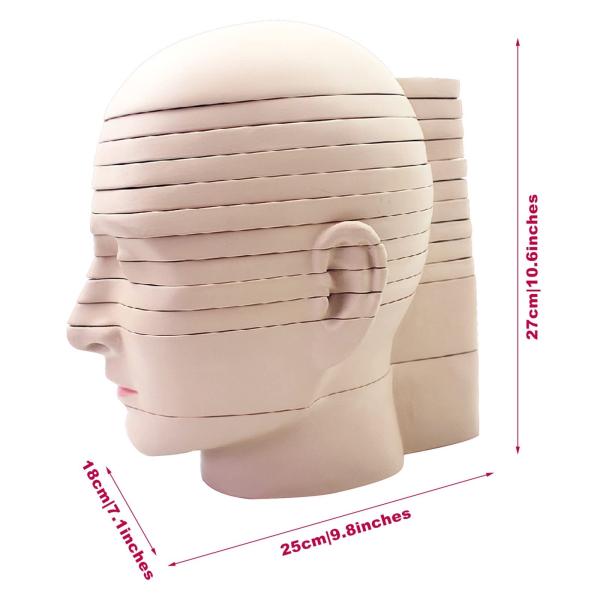 horizontal section of brain nerve function medical brain tomography 12-slice head anatomical model