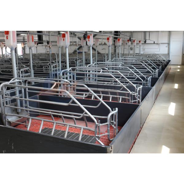 Farrowing Crate Steel Structure for Modern Farm Pig House Shed Hog Cote Winery Pigsty
