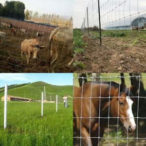 Quality Agriculture Land Fixed Knot Deer Fence wholesale