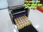 Poultry Egg Date Coding Machine Automatically Updated With LCD Touching Screen