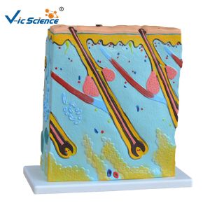 88x38x38cm Enlarged Skin Model