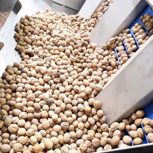 2 Tons Automatic Feeding Walnut Shelling Machine Featured Kernel Shell Separation