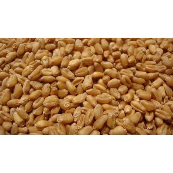 Wheat Colour Sorter Machine with Shape sorting -448 Channels 4.1kw power