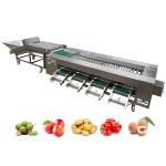 Stainless Steel Roller Sorting Machine With Automatic Sorting Functionality