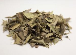 Quality Chinese Holly Leaf Ilex cornuta Lindl et Paxt medicinal herb Gou gu ye wholesale