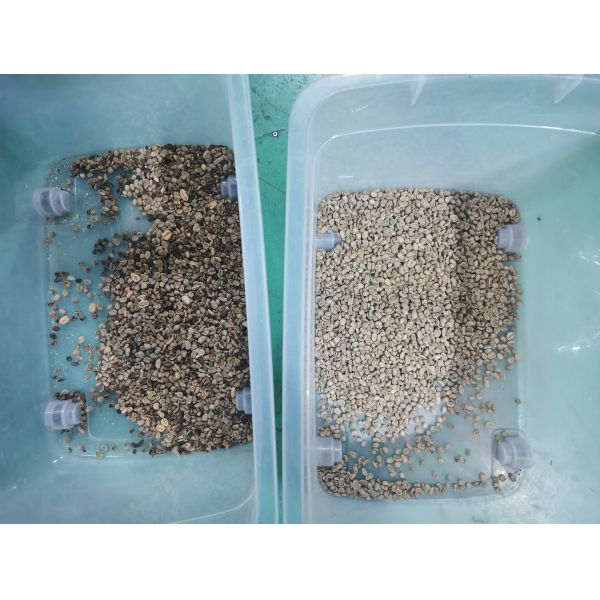 5400 Pixels Mini Coffee Bean Color Sorter With High Accuracy