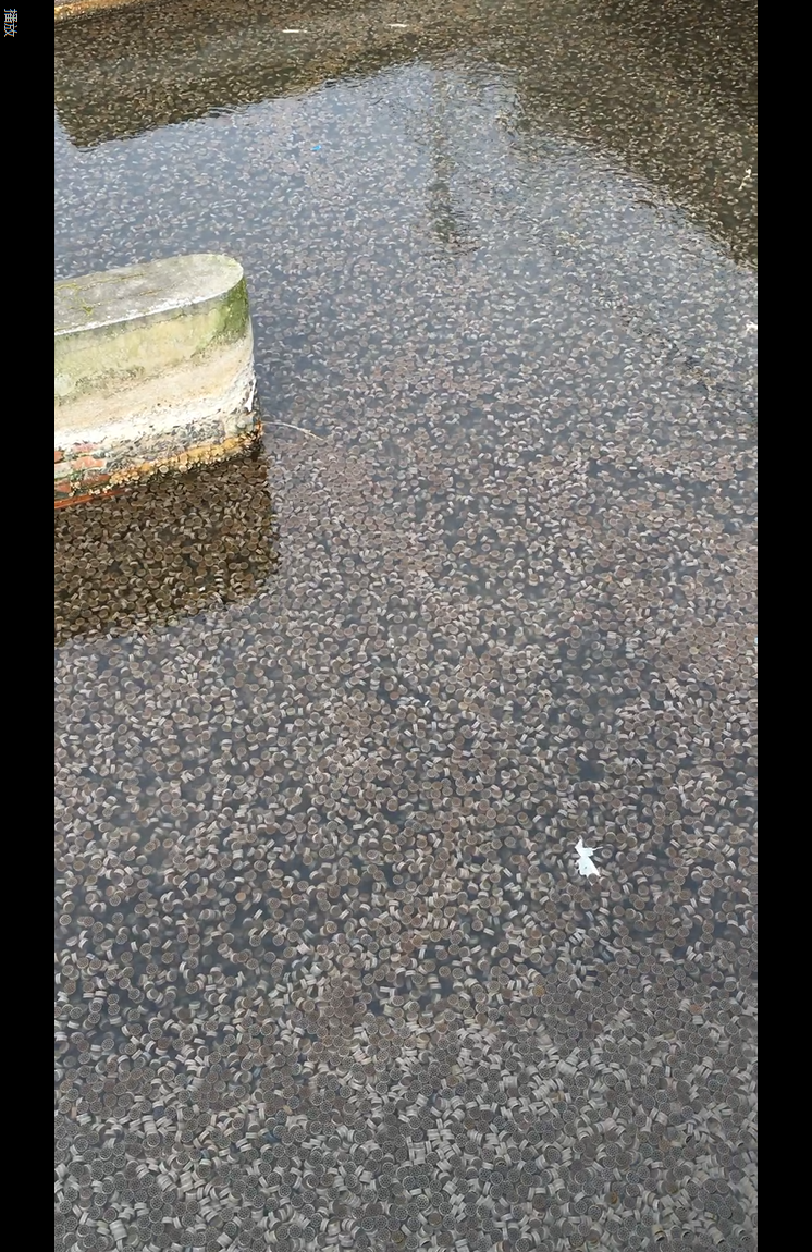 Aquaponics MBBR Filter Media For Wastewater Treatment , K3 K5 K1 Moving Bed Filter