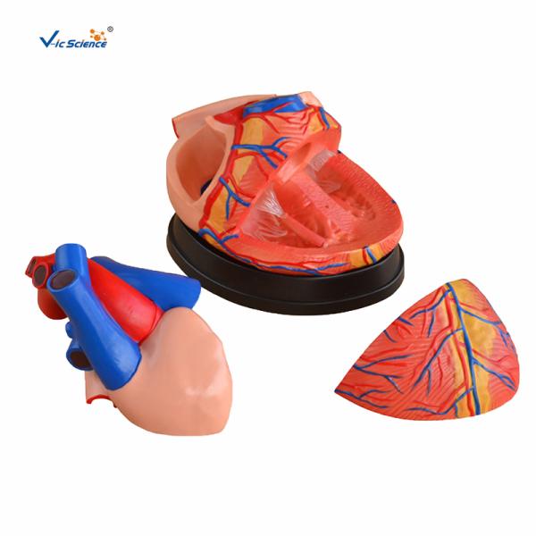 VIC -307 Jumbo Heart Model Human Anatomical Model CE Certified