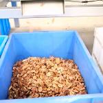 220V CE Dry Cracking Pecan Shelling Machine Connect To IR Kernel Shell Separator
