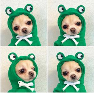 China Autumn And Winter Cotton Plush Hooded Sweater For Pet on sale