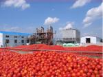 1-100t/H Pomegranate Juice Processing Line Carrot/Apple/Strawberry/Tomato/Pear