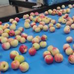 Mechanical Apple Black Sorting And Grading Machine 360° Rotational Scanning
