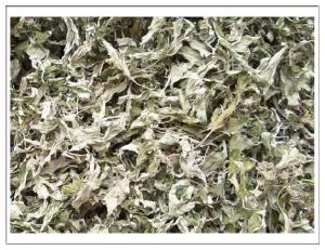 Quality Chinese mugwort leaf wholesale