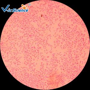 Quality Commercial Custom Microscope Slides 25pcs VIC29 Thin Glass Slides wholesale