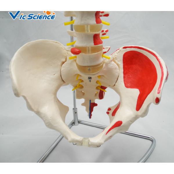 Life Size 9kgs 80x32x39cm Anatomical Skeleton Model