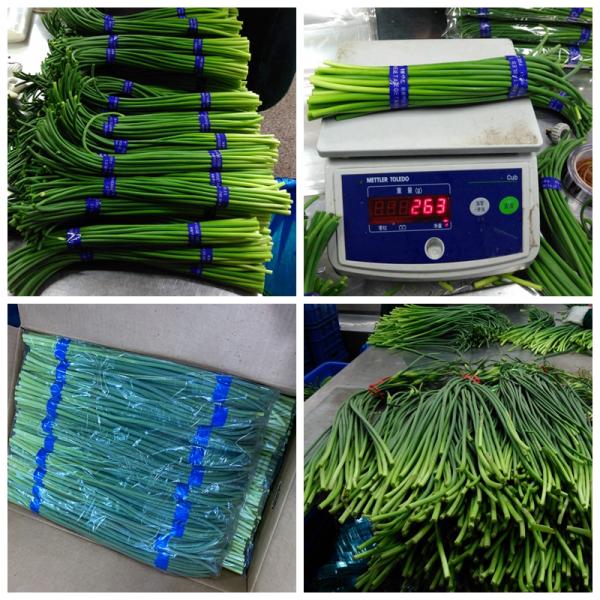 New Crop garlic growing green stems