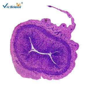 Quality Medical Science General Histology Slides 24pcs Basic Histology Microscope Teaching Glass Slides Set wholesale