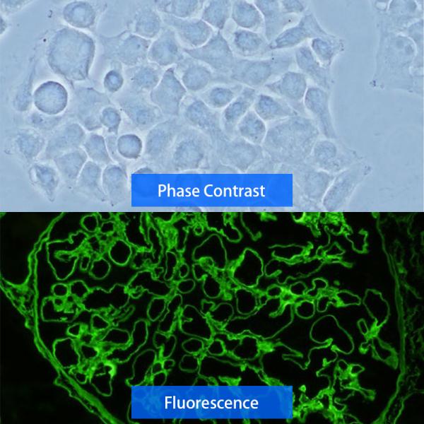 OPTO-EDU Olympus CX43 Laboratory Biological Microscope A12.0739 2.4W LED