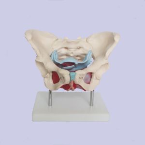 Buy cheap Tasteless Pvc Female Pelvis Anatomy Model With Pelvic Floor Muscle from wholesalers