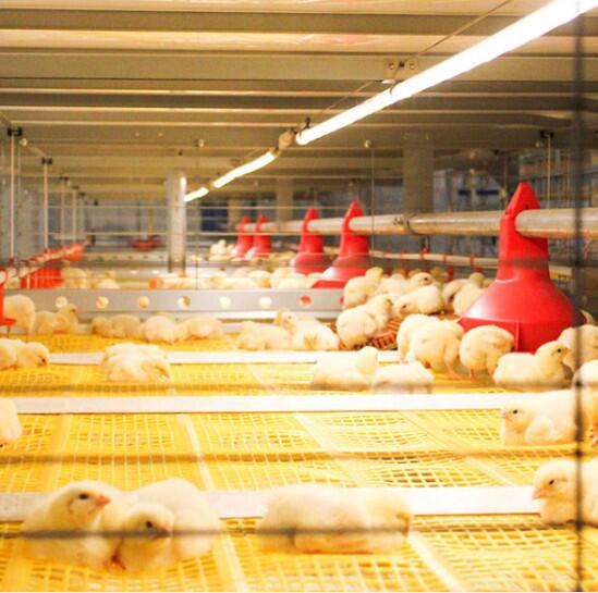 Epistar 2835 T8 Poultry LED Light with PF > 0.90, 50000 Hours Life Span, Lower Power Consumption