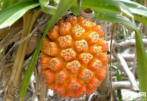 Quality Pandanus odoratissimus dry seeds or fruits natural herb chinese medicine Shan bo luo wholesale
