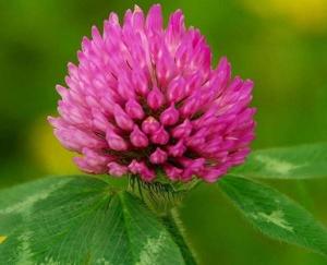 China Anti Aging 40% Isoflavones Red Clover Leaf Extract on sale