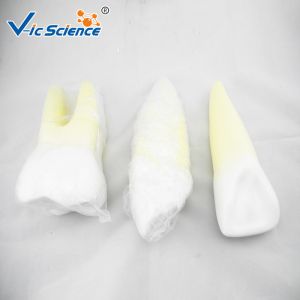 19x16x11cm Dental Study Models