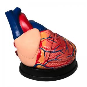 China Medical Teaching Display Big Human Anatomical Heart Model For Classroon Study on sale